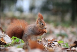 <p>VEVERKA OBECNÁ (Sciurus vulgaris) /Red squirrel - Eichhörnchen/</p>